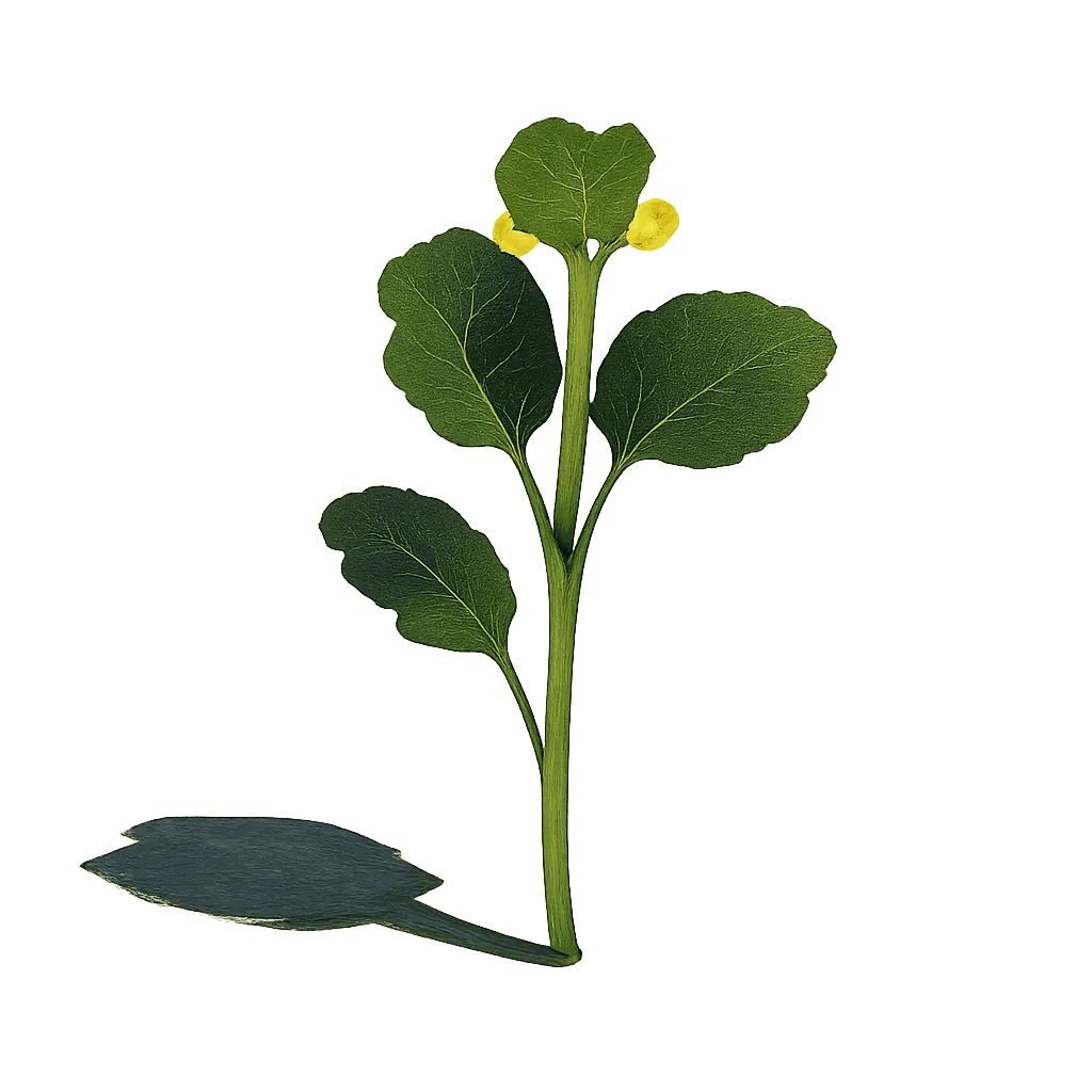 Mustard sprout